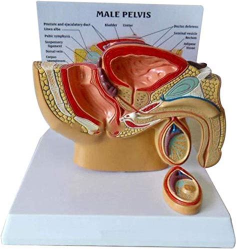 Buy Male Pelvis Section Model Human Anatomy Testicle Prostate Model Urinary System Model