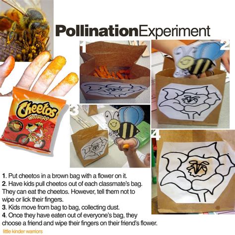 e is for explore pollination experiment preschool science kindergarten science