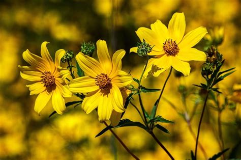 Apr 29, 2021 · there are over 500 species of these merry little wildflowers mostly in the temperate northern hemisphere, popping up in lawns, woodlands, streambanks, and hillsides. 30+ Types of Yellow Flowers with Pictures | Flower Glossary