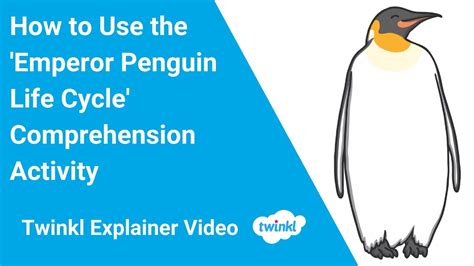 How To Use The Emperor Penguin Life Cycle Comprehension Activity