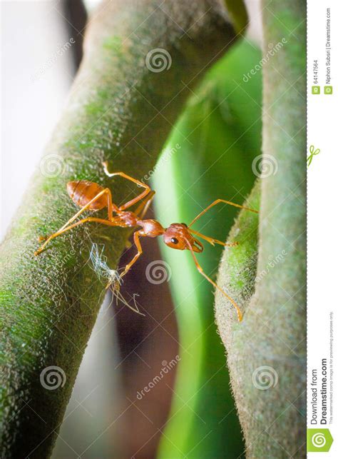 Ant Stock Photo Image Of Wildlife Nature Camponotus 64147564