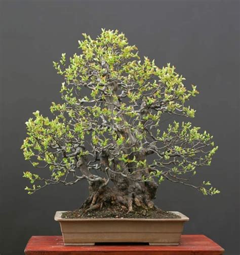 20 Chinese Quince Bonsai Tree Seeds For Planting Chaenomeles Etsy In