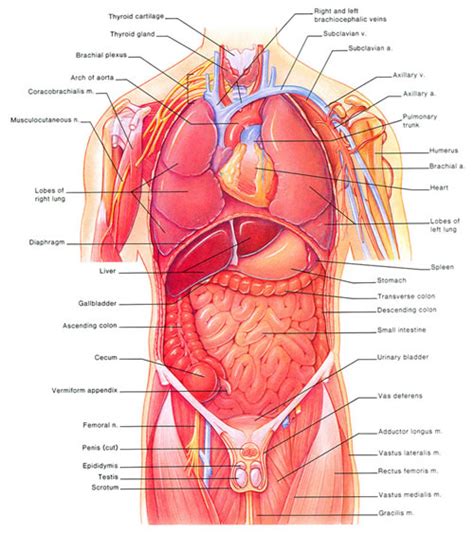 Organs underneath the right side of the rib cage include the liver, gallbladder, transverse colon and one of the kidneys, states health hype. Intro to Anatomy 6: Tissues, Membranes, Organs ...