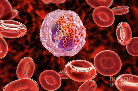Eosinophil White Blood Cell Photograph By Kateryna Kon