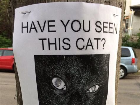 This ‘missing Cat Poster Is So Funny Youll Wish You Had Come Up With