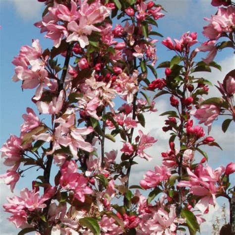 Malus Red Obelisk Buy Pink Flowering Upright Crab Apple Trees