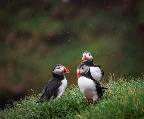 Puffin Cruises North East Outdoor Spaces Tours Eric Knows