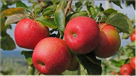 Gambar Apel Merah Fruit Apple Images Hd 1600x900 Download Hd