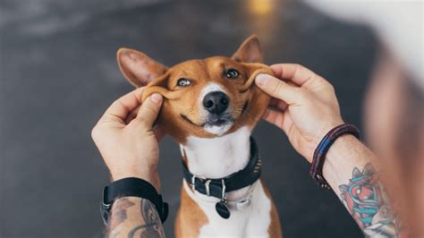 The 30 Most Popular Small Dog Breeds in America - Page 2 ...