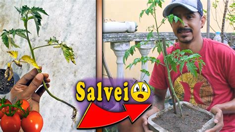 Salvando Tomateiro Dicas De Cultivo Simples Youtube
