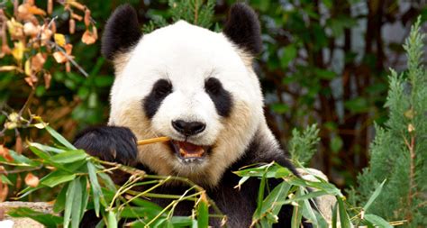 Giant Pandas May Have Only Recently Switched To Eating