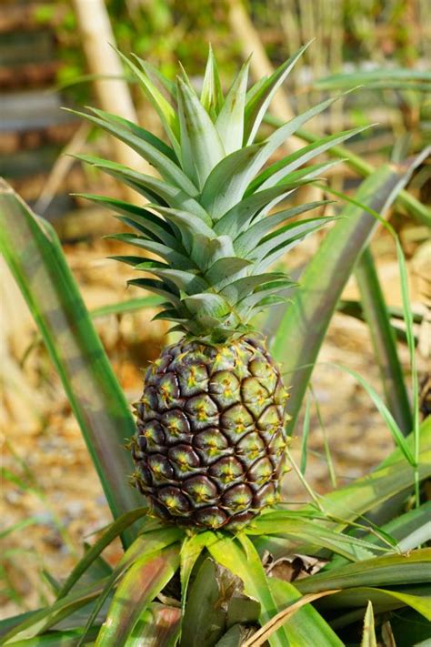 Such a growing light will work it helps you to know how long does it take for the plant to grow. Starting and Growing Pineapple Plants | HGTV