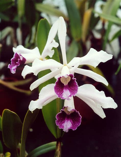 Cattleya Sarusanda Orchid