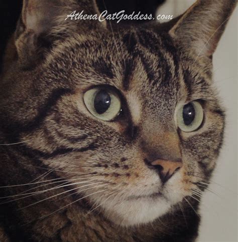 Athena Cat Goddess Wise Kitty Wide Eyed Wordless Whiskers Wednesday And A Rescue Kitty Cat