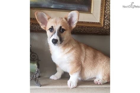 Our pure bred akc labrador retriever puppies have great temperaments, are smart, well bred. Joolie: Corgi puppy for sale near San Diego, California. | 4c2201a5-8ee1