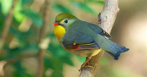 Download Mp3 Suara Kicau Burung Robin Untuk Masteran | Gemar Ternak dan Kicau Burung