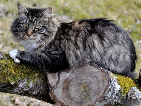 Vikings Helped Cats Conquer The World Britannica