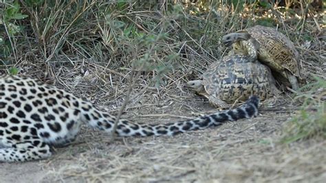 Randy Tortoises Interrupt Hunting Leopard Dont Mind Us Having A Little Fun Mr Leopard Carry