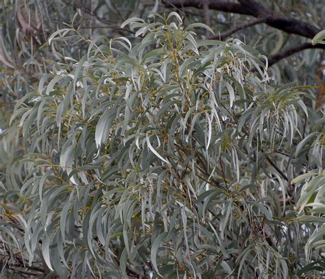 Acacia Harpophylla Sapphire Wetlands Reserve Qld 2609 Flickr