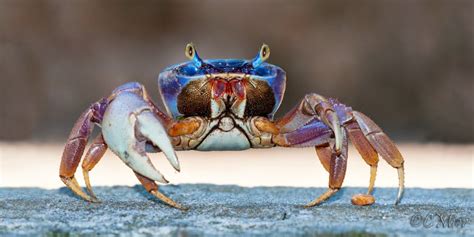 Florida Photography From A Canoe The Mangrove Tree Crab