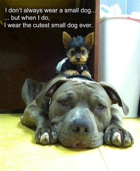 Funny Quotes About My Pitbull Quotesgram