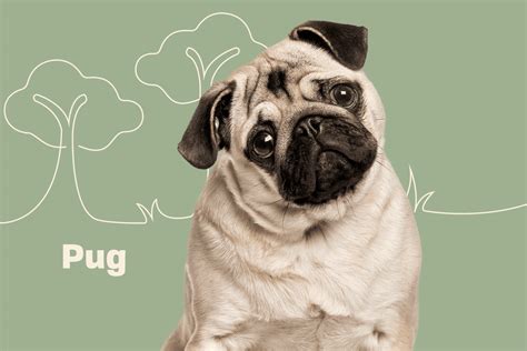 Pug Dog Breed Information And Characteristics Daily Paws
