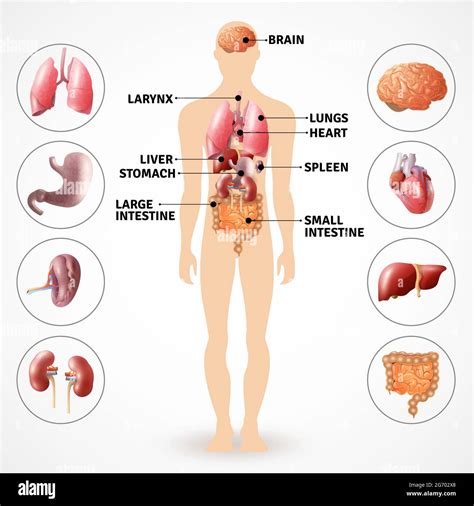 Cerebro Y Pulmones Dentro Del Cuerpo Humano Fotos E Imágenes De Stock