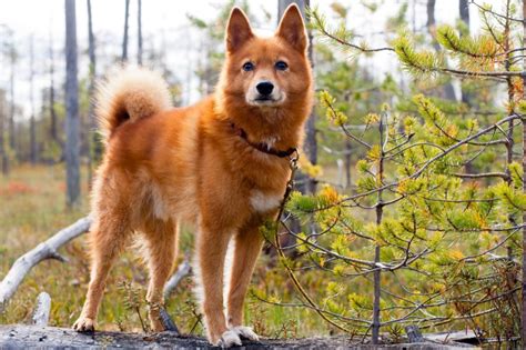 Finnish Spitz Dog Breed Information And Characteristics