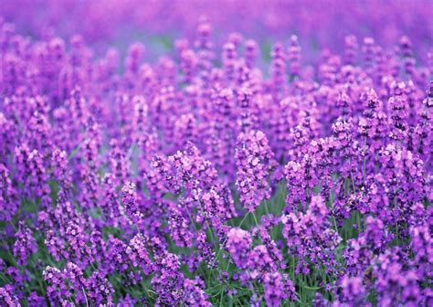 Purple Flower Wallpapers Top Free Purple Flower Backgrounds