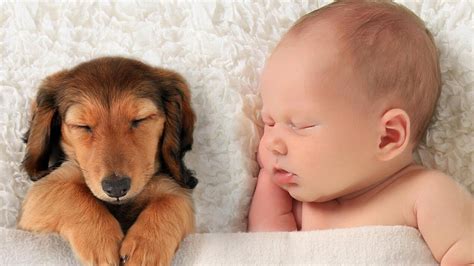 Dogs Protecting Babies 2020 Dogs And Babies Love Funny And Cute Pet