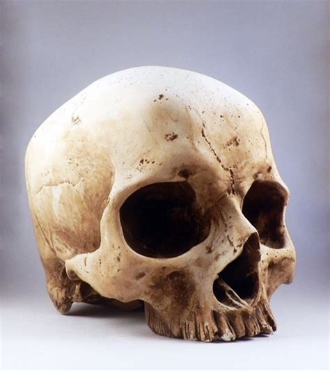 Pin By Big Nose On Human Skulls Skull Reference Skull