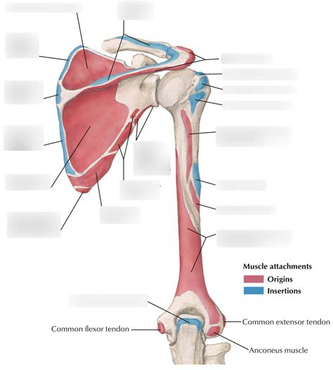 Humerus And Scapula Muscle Origins Insertions Posterior View Diagram