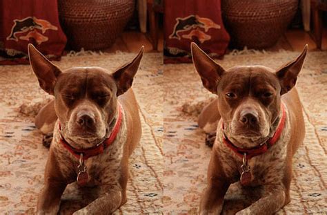 Egg donation is a very. 29 Cloned Dogs List + Photos. How Much Cost Cloned Dog ...