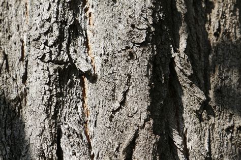 Tree Bark Texture Free Photo On Pixabay Pixabay