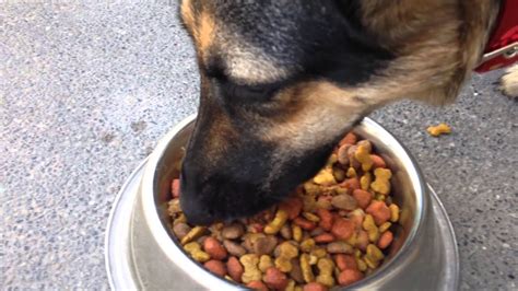 I used to think we fed our dogs pretty well. German shepherd dog really wants to eat her food! - YouTube