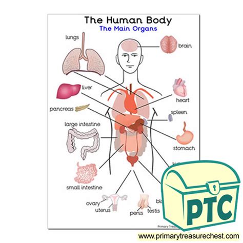 The Main Organs Of The Human Body A4 Poster Primary Treasure Chest