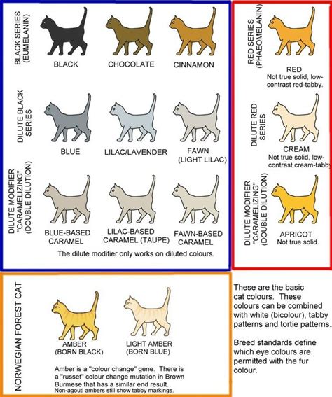 Colour And Coat Genetics In Cats Cat Colors Cat Breeds Chart Feline