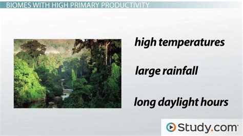 Temperate Rainforest Definition Environmental Science Nature Wallpaper