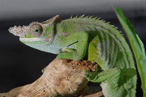 .or yemen chameleons as pets. 10 Most Popular Chameleon as Exotic Pets