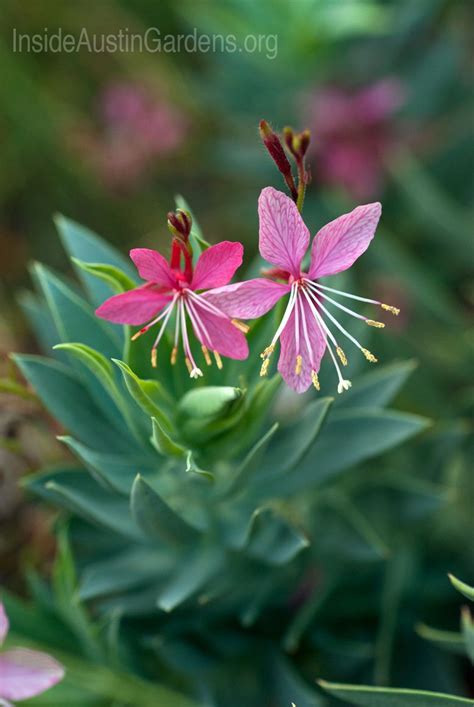 The Pink Flowers Of Guara Stand Out Against The Blue Foliage Of Gopher