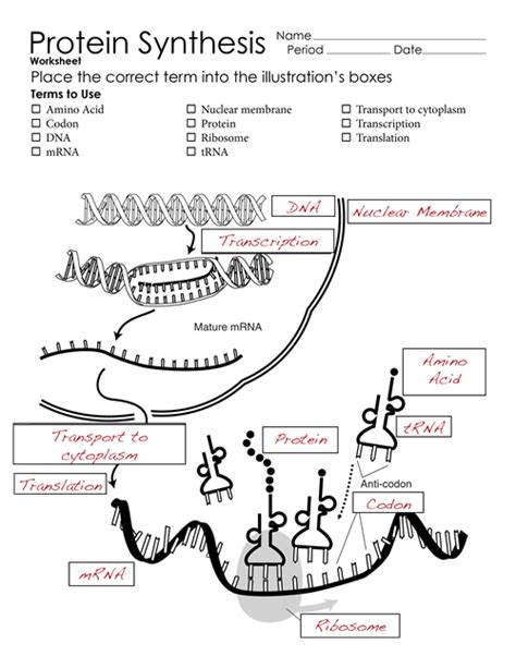 Worksheet that describes the structure of dna, students color the model according to instructions. Protein synthesis worksheet — Steemit