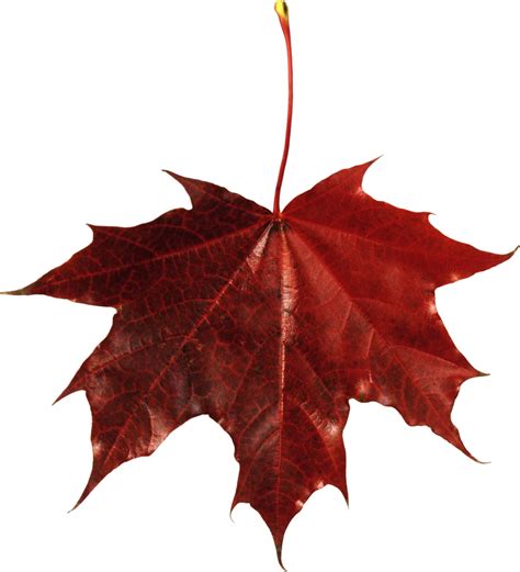 Red Maple Leaf Png Image Purepng Free Transparent Cc0 Vrogue Co
