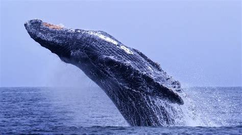 Deep Blue Whale Humpback Whale Monterey Bay Aquarium