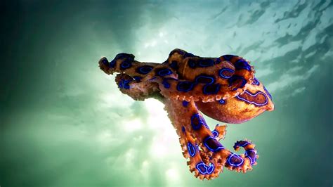 13 Of The Most Venomous Sea Creatures On Earth Live Science
