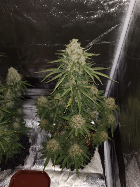 Maybe you would like to learn more about one of these? Royal Queen Seeds Sweet ZZ Automatic grow journal week10 ...