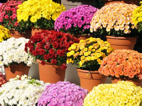 Chrysanthemums Mums Care Tips Great Growins