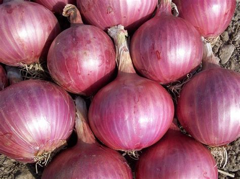 Best Way Of How To Grow Red Onions