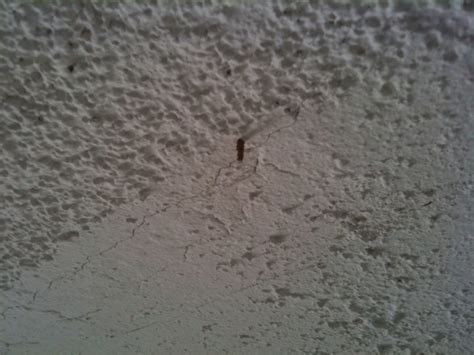 We did not find results for: Termite tube coming through ceiling in Glendale Az home ...