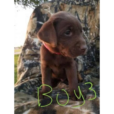 The mom is american bulldog and dad is french bulldog. AKC registred Chocolate/Silver Lab puppies in Lubbock ...