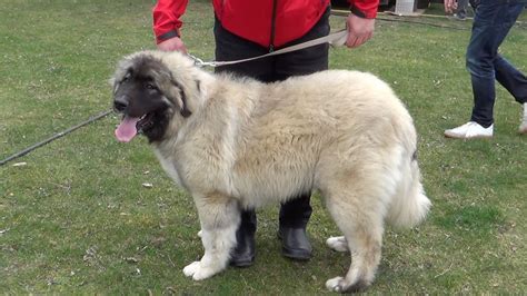 Der leonberger ist ein hund, der sich auf dem land meist wohler fühlt als in der stadt. Ein Leonberger Hund - YouTube